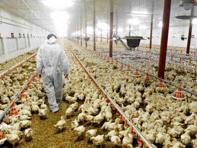 Potężne ognisko rzekomego pomoru drobiu w powiecie żuromińskim. Do likwidacji blisko1,35 mln kur rzeźnych