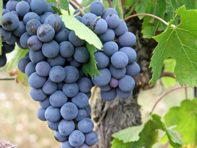 Winogron będzie 3 razy więcej. Teraz rozrzuć pod krzewem