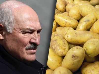 Białoruś ma plan. Ujawniono, jak Łukaszenka zarobi na polskich ziemniakach