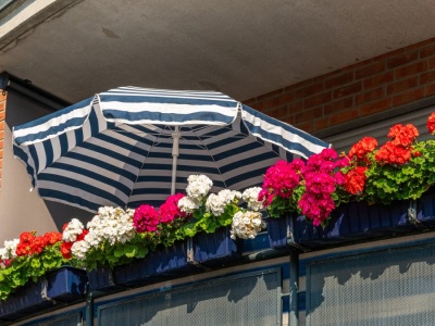 Pelargonie mojej babci zachwycają sąsiadów. Jej sekret? Prosty nawóz z jednego warzywa