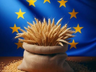 KE podniosła prognozy zbiorów pszenicy w UE-27. Co z cenami ?