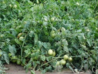 Uwaga! Bakteryjna cętkowatość pomidora na plantacji