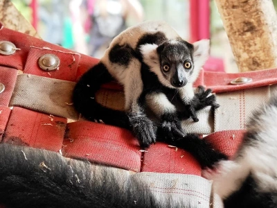 Śląskie zoo ma nowego mieszkańca. To gatunek zagrożony wyginięciem