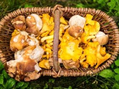 Grzybiarze zacierają już ręce. W lasach pojawiło się prawdziwe 