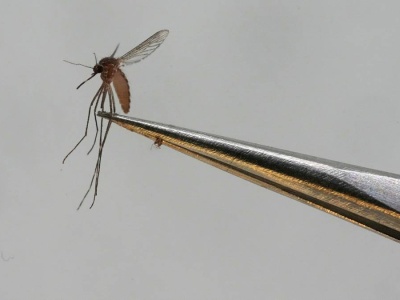 Gorączka chikungunya w Europie. Choroba 