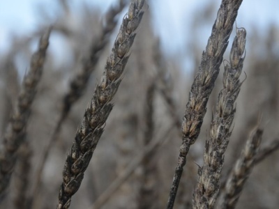 FBI aresztowało dwoje chińskich naukowców. Przemycali do USA zarodniki fusarium