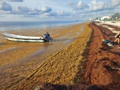 Nietypowe zjawisko na Karaibach. Glony Sargassum opanowały morze