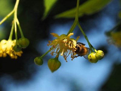 Lipa szerokolistna – Tilia platyphyllos L.