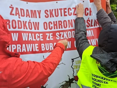 4300 hektarów zjedzone. Będzie pomoc dla rolników?