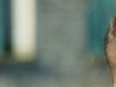 Wisła Annopol zrobiła w meczu z Sokołem krok w stronę utrzymania