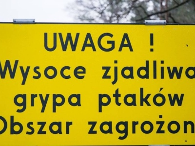 Polska odzyskuje status kraju wolnego od ptasiej grypy
