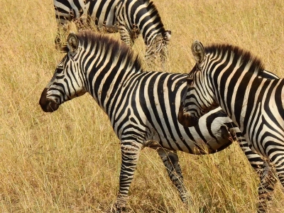 Zebra Ed hitem sieci. Tydzień wolności, sławy i biegania po autostradzie