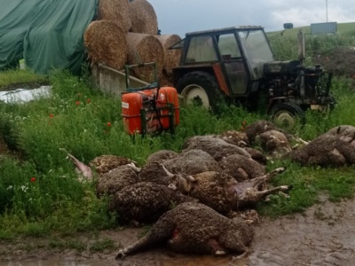 Po ataku na owce w Jeżewie. RDOŚ: Na terenie gospodarstwa znaleźliśmy tropy wilka
