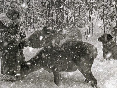Kossak 