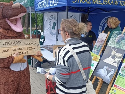 Łoś jest dziki, nawet jeśli słodki! Leśnicy o tym, co robić, gdy spotkamy dzikie zwierzę