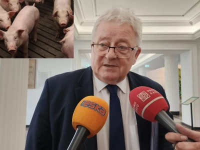 W Polsce dramatycznie ubywa świń. Co na to minister Czesław Siekierski?
