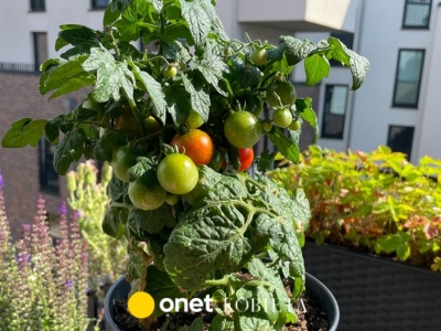 Masz balkon? Te warzywa urosną nawet w plastikowej skrzynce