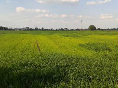 Niedobory makroelementów w zbożach: jakie objawy? Jak temu zaradzić?