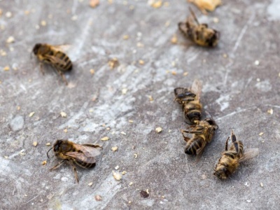 Od wojen po mikroplastik. Pszczoły i inne zapylacze w rosnącym zagrożeniu