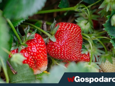 Polska drugim producentem truskawek w Europie