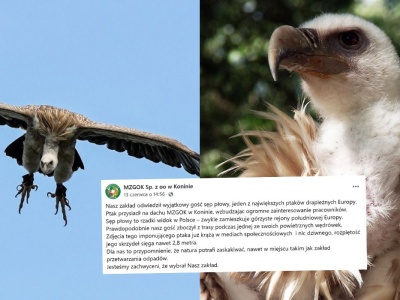 Z jakiegoś powodu Polska stała się atrakcyjna dla sępów, zanotowano kolejnego osobnika