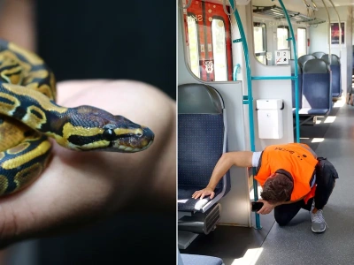 Nietypowa interwencja w Trójmieście. W pociągu zaginął wąż