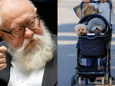 Kogo uratujesz: psa czy dziecko? Ludzie oburzeni: Zwierzę to członek rodziny. Prof. Bralczyk komentuje