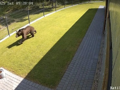 Niedźwiedź w Wilnie. Nie można go odłowić