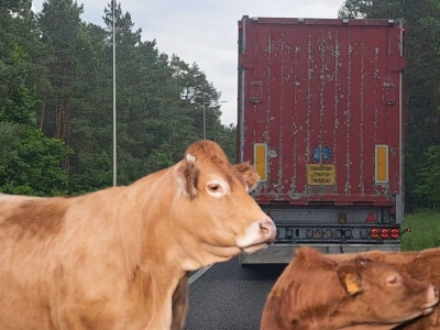 Właściciel skupu bydła zatrzymany, postawiono mu zarzuty. Ponad 100 hodowców poszkodowanych!