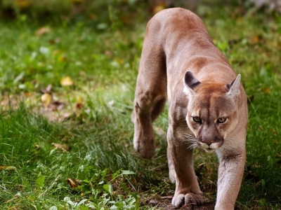 Puma grasuje w Niemczech? Służby w stanie najwyższej gotowości