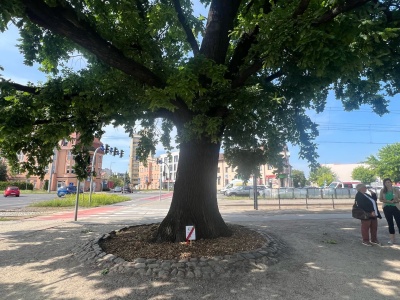 Oto bydgoskie Drzewo Roku. Wzrastało nad kanałem, a teraz żyje na rondzie [zdjęcia]