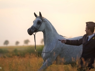 Pride of Poland 2025 – ujawniamy oficjalną listę koni