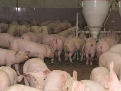 Rolnicy zaskoczeni. Jakie są ceny świń w połowie czerwca? [SONDA]