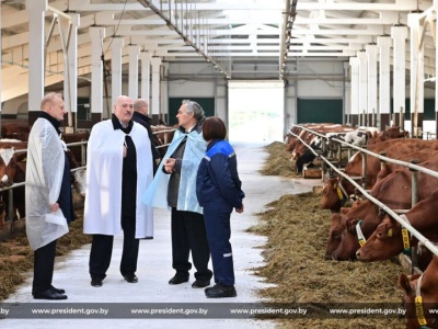 Pomór krów na Białorusi. Reżim chce z nim walczyć, jak z Covidem