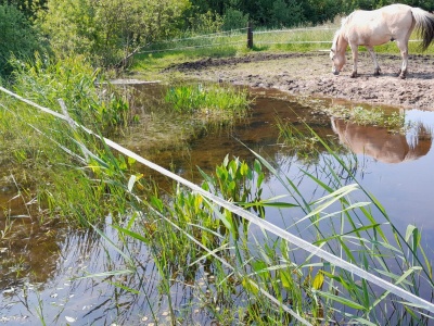 Woda to życie. W Dębówcu ktoś odebrał je naturze i zwierzętom