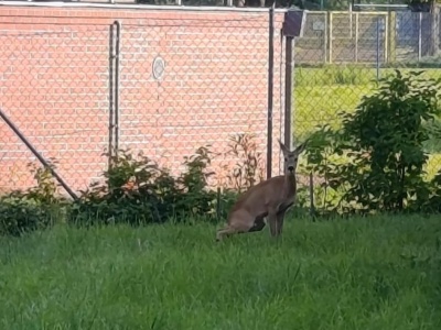 Sarna uwięziona na terenie ogrodów działkowych. Działkowcy skarżą się na brak pomocy