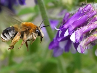 Wyka kosmata – Vicia villosa Roth.