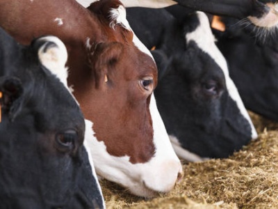 Czy rolnicy oszukani przez firmę Agro-Sadowcy odzyskają swoje pieniądze? Czy komornicy odpuszczą?