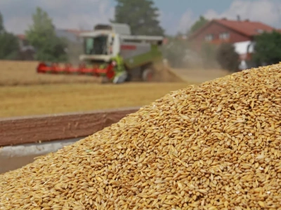 Jęczmień ozimy 2025: kiedy ruszą żniwa? Jakie ceny? [SONDA TPR]
