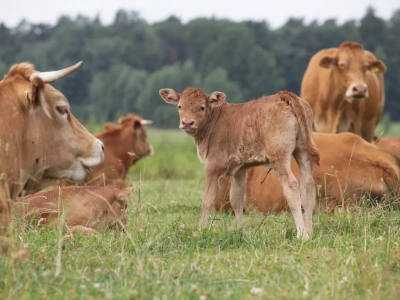 Na Podlasiu byki zdrożały o 1 zł. Jakie są ceny bydła w Polsce? [SONDA]