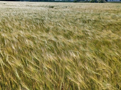 Jęczmień z nowych zbiorów od 620 do 700 zł. W Lubuskiem kombajny w polu