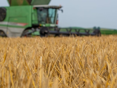 Jaka cena za jęczmień z nowych zbiorów 2025 w skupie?