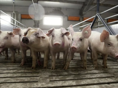 Kto zarabia najwięcej na polskich producentach świń?