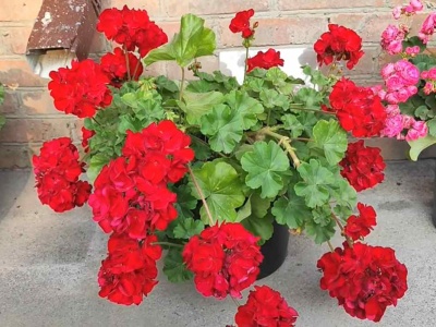 Pelargonia nie lubi, gdy tak robisz. Ten błąd może ją wykończyć