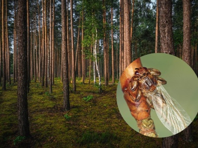Już są. Atakują chmarami i gryzą boleśnie jak diabli. Do tego wplątują się we włosy i wchodzą do uszu