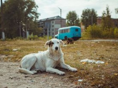Zwierzęta z Czarnobyla są inne. Genetyczne zmiany po katastrofie