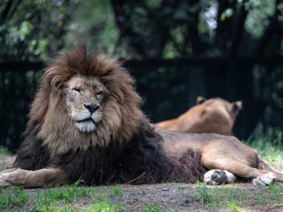 Tajemnicza ucieczka z tureckiego zoo. Samiec lwa zaatakował 53-latka