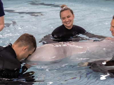 Beluga przeżyła narkozę. Nowy rozdział w dziedzinie weterynarii