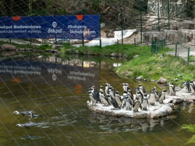 Wybieg pingwinów w Gdańskim ZOO już po remoncie