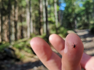 Uwaga, kleszcze atakują! Zobacz, jakie tereny są najbardziej niebezpieczne